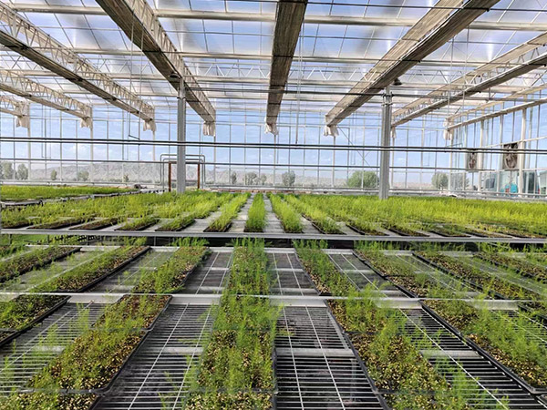 泰安無土科技栽培