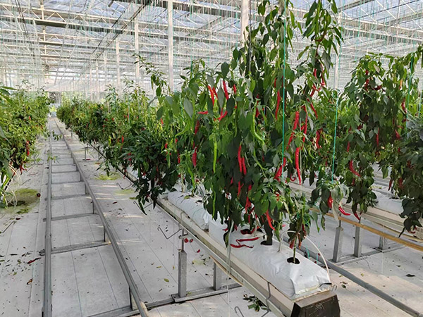 黑龍江無土栽培辣椒種植